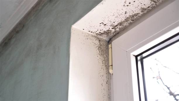 Professional Mold Removal in Alderwood Manor, WA